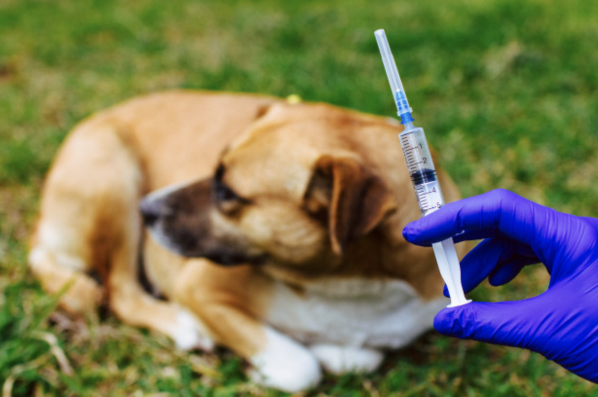 Где сделать прививку от бешенства собаке